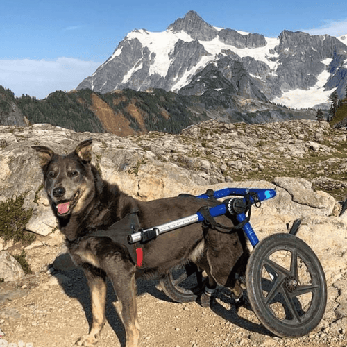 Walkin’ Wheels LARGE Dog Wheelchair, Rear - Pets Own Us - Wheels4Dogs - FC7-912 United Kingdom