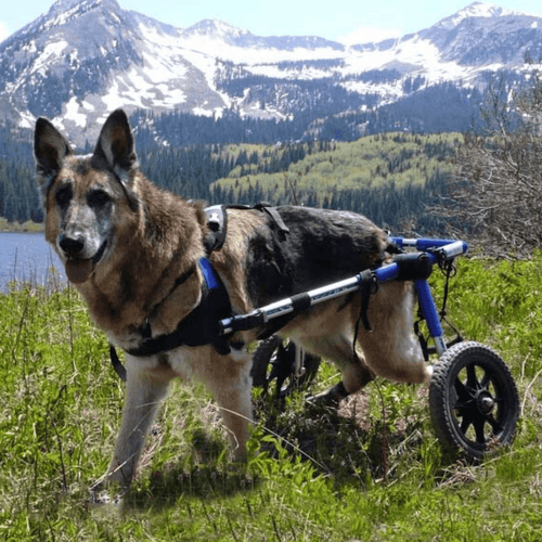 Walkin’ Wheels LARGE Dog Wheelchair, Rear - Pets Own Us - Wheels4Dogs - FC7-912 United Kingdom