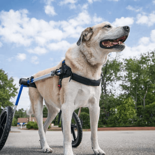 Walkin’ Wheels LARGE Dog Wheelchair, Rear - Pets Own Us - Wheels4Dogs - FC7-912 United Kingdom