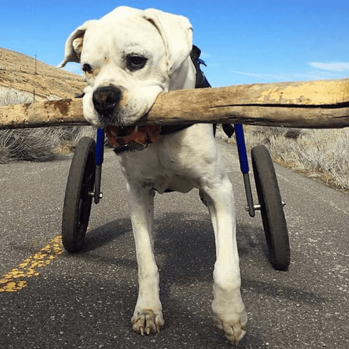 Walkin’ Wheels LARGE Dog Wheelchair, Rear - Pets Own Us - Wheels4Dogs - FC7-912 United Kingdom