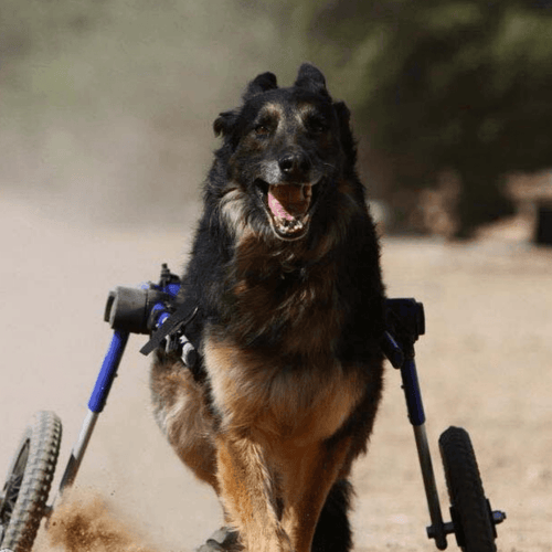 Walkin’ Wheels LARGE Dog Wheelchair, Rear - Pets Own Us - Wheels4Dogs - FC7-912 United Kingdom