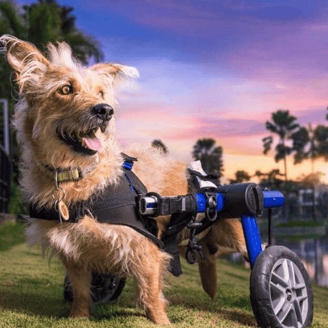 Walkin’ Wheels MEDIUM Dog Wheelchair, Rear - Pets Own Us - Wheels4Dogs - FC4-64 United Kingdom