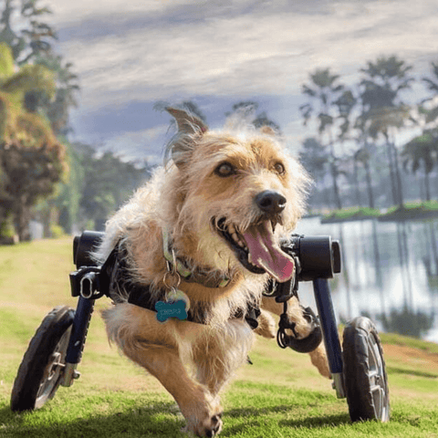 Walkin’ Wheels MEDIUM Dog Wheelchair, Rear - Pets Own Us - Wheels4Dogs - FC4-64 United Kingdom