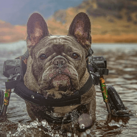 Walkin’ Wheels MEDIUM Dog Wheelchair, Rear - Pets Own Us - Wheels4Dogs - FC4-64 United Kingdom