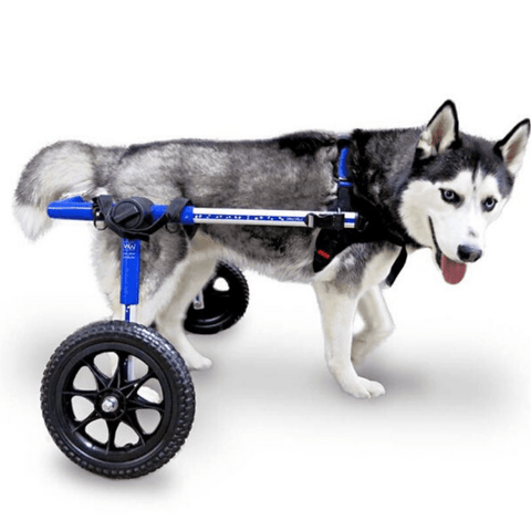 Walkin’ Wheels MEDIUM Dog Wheelchair, Rear - Pets Own Us - Wheels4Dogs - FC4-64 United Kingdom