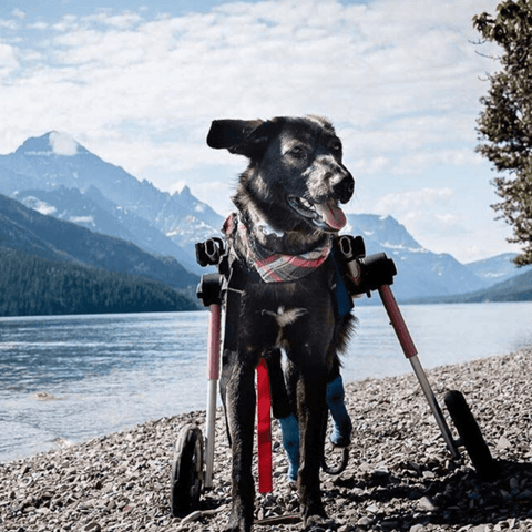 Walkin’ Wheels MEDIUM Dog Wheelchair, Rear - Pets Own Us - Wheels4Dogs - FC4-64 United Kingdom