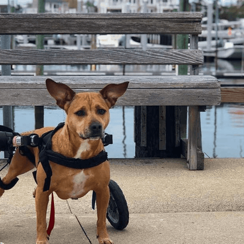 Walkin’ Wheels MEDIUM Dog Wheelchair, Rear - Pets Own Us - Wheels4Dogs - FC4-64 United Kingdom