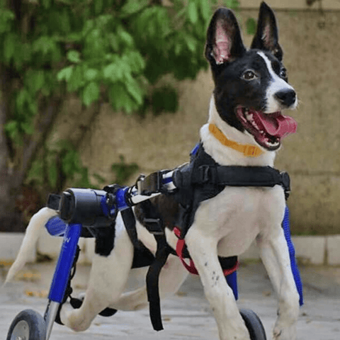 Walkin’ Wheels MEDIUM Dog Wheelchair, Rear - Pets Own Us - Wheels4Dogs - FC4-64 United Kingdom