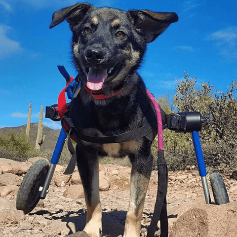 Walkin’ Wheels MEDIUM Dog Wheelchair, Rear - Pets Own Us - Wheels4Dogs - FC4-64 United Kingdom