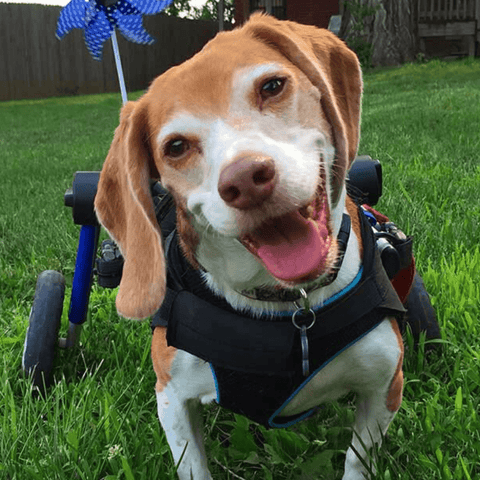 Walkin’ Wheels MEDIUM Dog Wheelchair, Rear - Pets Own Us - Wheels4Dogs - FC4-64 United Kingdom