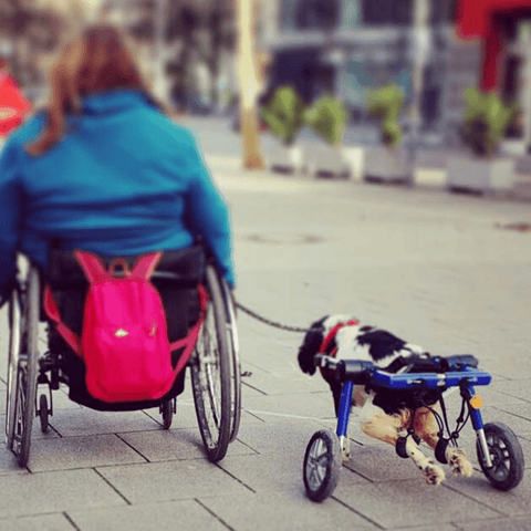 Walkin’ Wheels MEDIUM Dog Wheelchair, Rear - Pets Own Us - Wheels4Dogs - FC4-64 United Kingdom