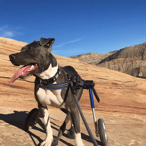 Walkin’ Wheels MEDIUM Dog Wheelchair, Rear - Pets Own Us - Wheels4Dogs - FC4-64 United Kingdom