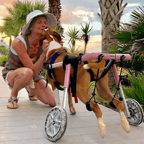 Walkin’ Wheels MEDIUM Dog Wheelchair, Rear - Pets Own Us - Wheels4Dogs - FC4-64 United Kingdom