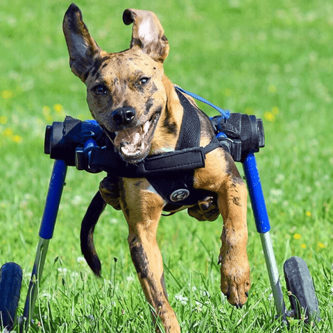 Walkin’ Wheels MEDIUM Dog Wheelchair, Rear - Pets Own Us - Wheels4Dogs - FC4-64 United Kingdom