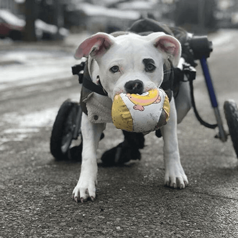 Walkin’ Wheels MEDIUM Dog Wheelchair, Rear - Pets Own Us - Wheels4Dogs - FC4-64 United Kingdom