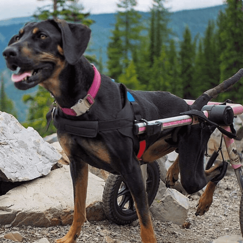 Walkin’ Wheels Med/Large Dog Wheelchair, Rear - Pets Own Us - Wheels4Dogs - FC4-912 United Kingdom