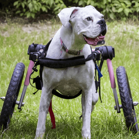 Walkin’ Wheels Med/Large Dog Wheelchair, Rear - Pets Own Us - Wheels4Dogs - FC4-912 United Kingdom