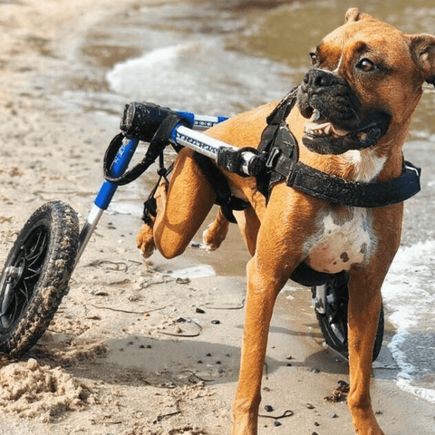 Walkin’ Wheels Med/Large Dog Wheelchair, Rear - Pets Own Us - Wheels4Dogs - FC4-912 United Kingdom