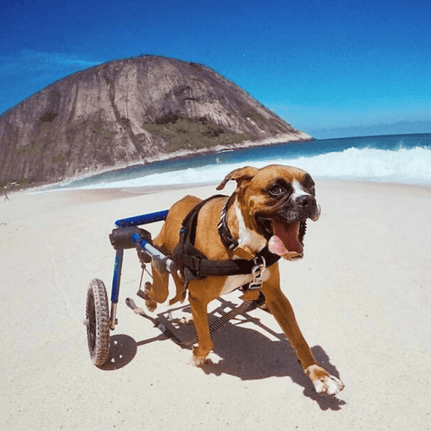 Walkin’ Wheels Med/Large Dog Wheelchair, Rear - Pets Own Us - Wheels4Dogs - FC4-912 United Kingdom