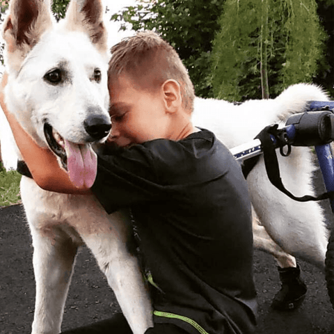 Walkin’ Wheels Med/Large Dog Wheelchair, Rear - Pets Own Us - Wheels4Dogs - FC4-912 United Kingdom