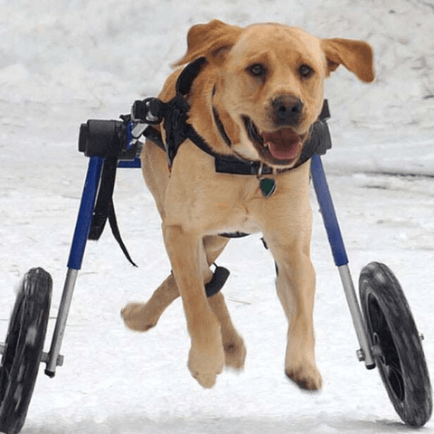 Walkin’ Wheels Med/Large Dog Wheelchair, Rear - Pets Own Us - Wheels4Dogs - FC4-912 United Kingdom