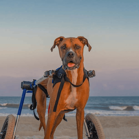 Walkin’ Wheels Med/Large Dog Wheelchair, Rear - Pets Own Us - Wheels4Dogs - FC4-912 United Kingdom