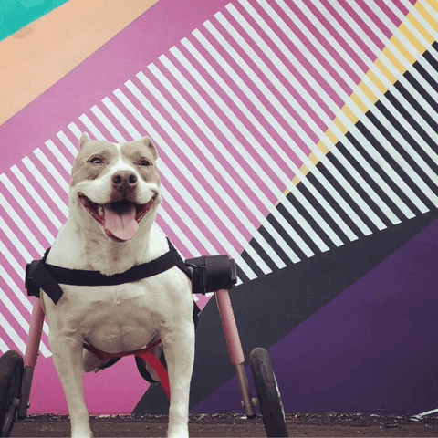 Walkin’ Wheels Med/Large Dog Wheelchair, Rear - Pets Own Us - Wheels4Dogs - FC4-912 United Kingdom