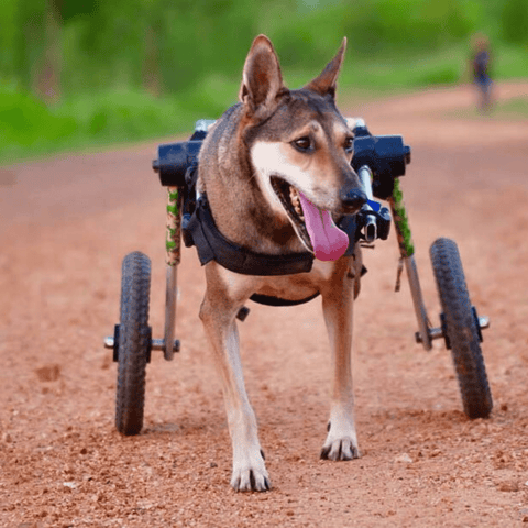 Walkin’ Wheels Med/Large Dog Wheelchair, Rear - Pets Own Us - Wheels4Dogs - FC4-912 United Kingdom