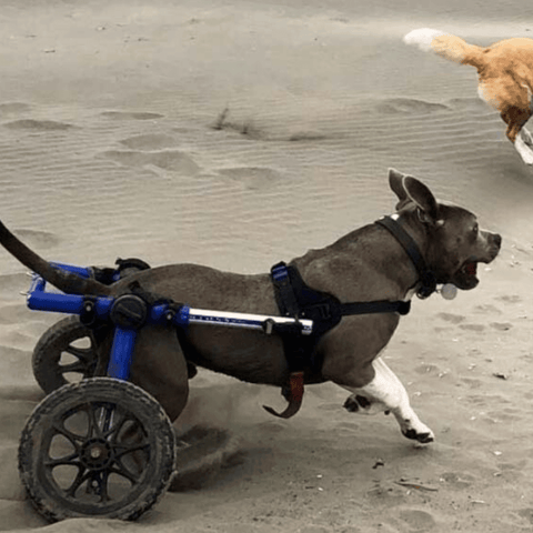 Walkin’ Wheels Med/Large Dog Wheelchair, Rear - Pets Own Us - Wheels4Dogs - FC4-912 United Kingdom