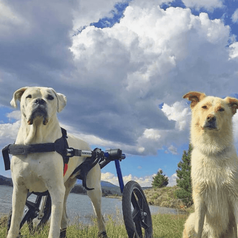 Walkin’ Wheels Med/Large Dog Wheelchair, Rear - Pets Own Us - Wheels4Dogs - FC4-912 United Kingdom