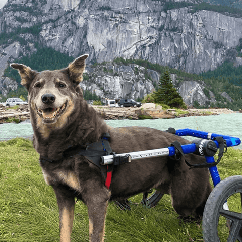 Walkin’ Wheels Med/Large Dog Wheelchair, Rear - Pets Own Us - Wheels4Dogs - FC4-912 United Kingdom