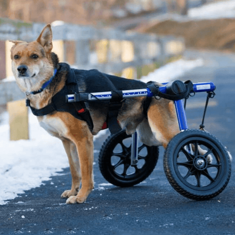 Walkin’ Wheels Med/Large Dog Wheelchair, Rear - Pets Own Us - Wheels4Dogs - FC4-912 United Kingdom