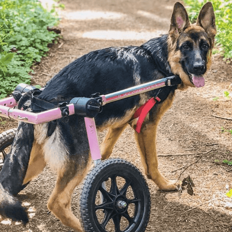 Walkin’ Wheels Med/Large Dog Wheelchair, Rear - Pets Own Us - Wheels4Dogs - FC4-912 United Kingdom