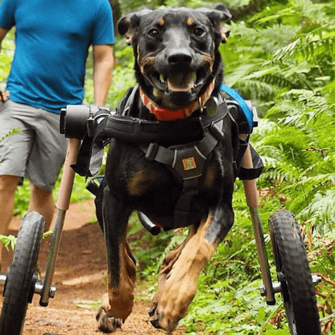 Walkin’ Wheels Med/Large Dog Wheelchair, Rear - Pets Own Us - Wheels4Dogs - FC4-912 United Kingdom