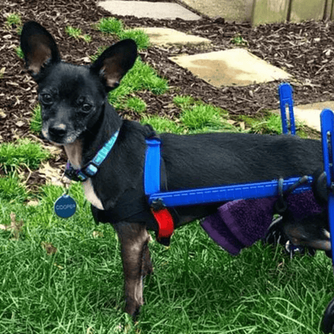 Walkin’ Wheels MINI Dog Wheelchair, Rear - Pets Own Us - Wheels4Dogs - AA-301 United Kingdom