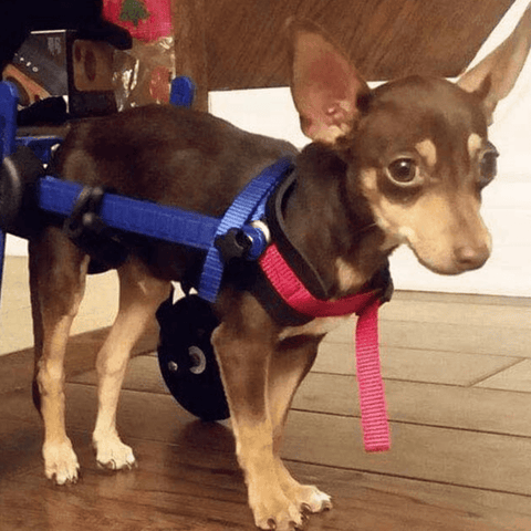 Walkin’ Wheels MINI Dog Wheelchair, Rear - Pets Own Us - Wheels4Dogs - AA-301 United Kingdom