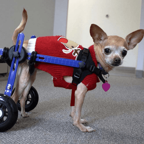 Walkin’ Wheels MINI Dog Wheelchair, Rear - Pets Own Us - Wheels4Dogs - AA-301 United Kingdom