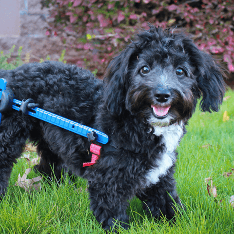 Walkin’ Wheels MINI Dog Wheelchair, Rear - Pets Own Us - Wheels4Dogs - AA-301 United Kingdom