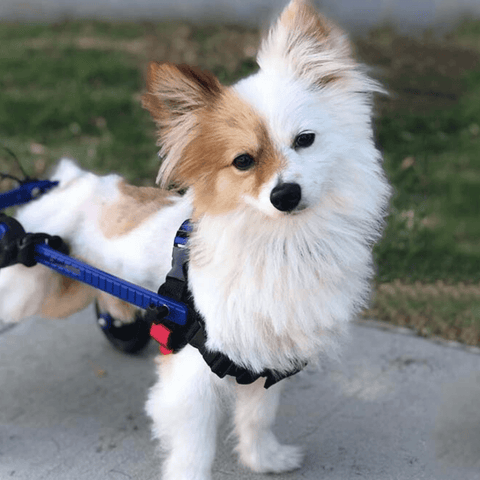 Walkin’ Wheels MINI Dog Wheelchair, Rear - Pets Own Us - Wheels4Dogs - AA-301 United Kingdom