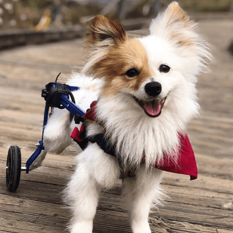 Walkin’ Wheels MINI Dog Wheelchair, Rear - Pets Own Us - Wheels4Dogs - AA-301 United Kingdom