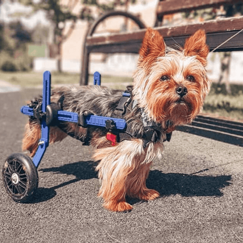 Walkin’ Wheels MINI Dog Wheelchair, Rear - Pets Own Us - Wheels4Dogs - AA-301 United Kingdom