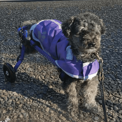 Walkin’ Wheels MINI Dog Wheelchair, Rear - Pets Own Us - Wheels4Dogs - AA-301 United Kingdom