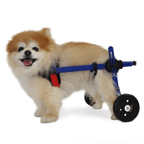 Walkin’ Wheels MINI Dog Wheelchair, Rear - Pets Own Us - Wheels4Dogs - AA-301 United Kingdom