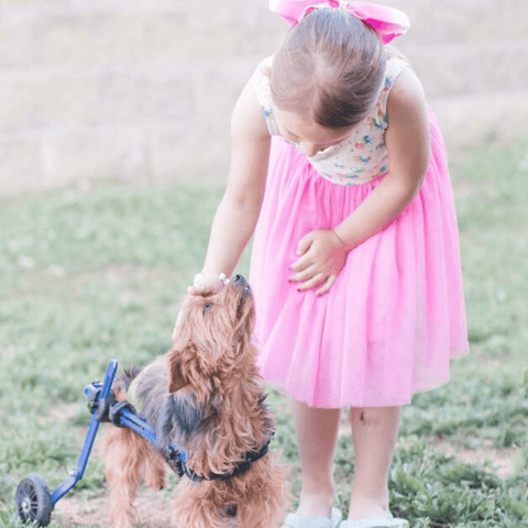 Walkin’ Wheels MINI Dog Wheelchair, Rear - Pets Own Us - Wheels4Dogs - AA-301 United Kingdom