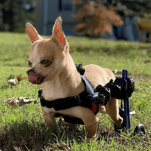 Walkin’ Wheels MINI Dog Wheelchair, Rear - Pets Own Us - Wheels4Dogs - AA-301 United Kingdom