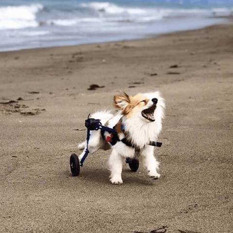 Walkin’ Wheels MINI Dog Wheelchair, Rear - Pets Own Us - Wheels4Dogs - AA-301 United Kingdom